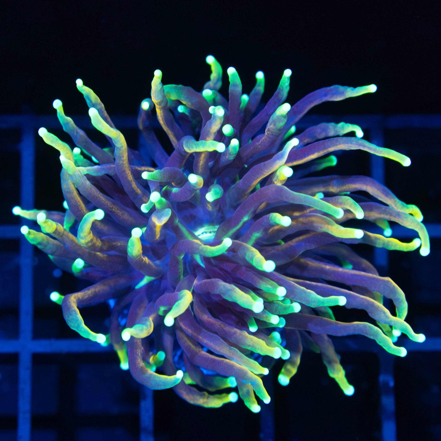 Dragon Soul Torch Coral