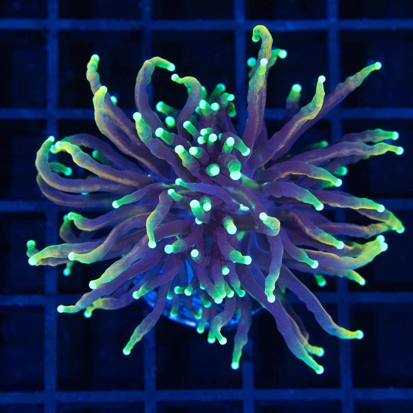 Dragon Soul Torch Coral