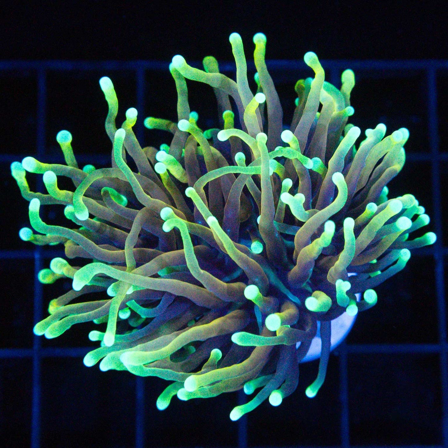 Dragon Soul Torch Coral