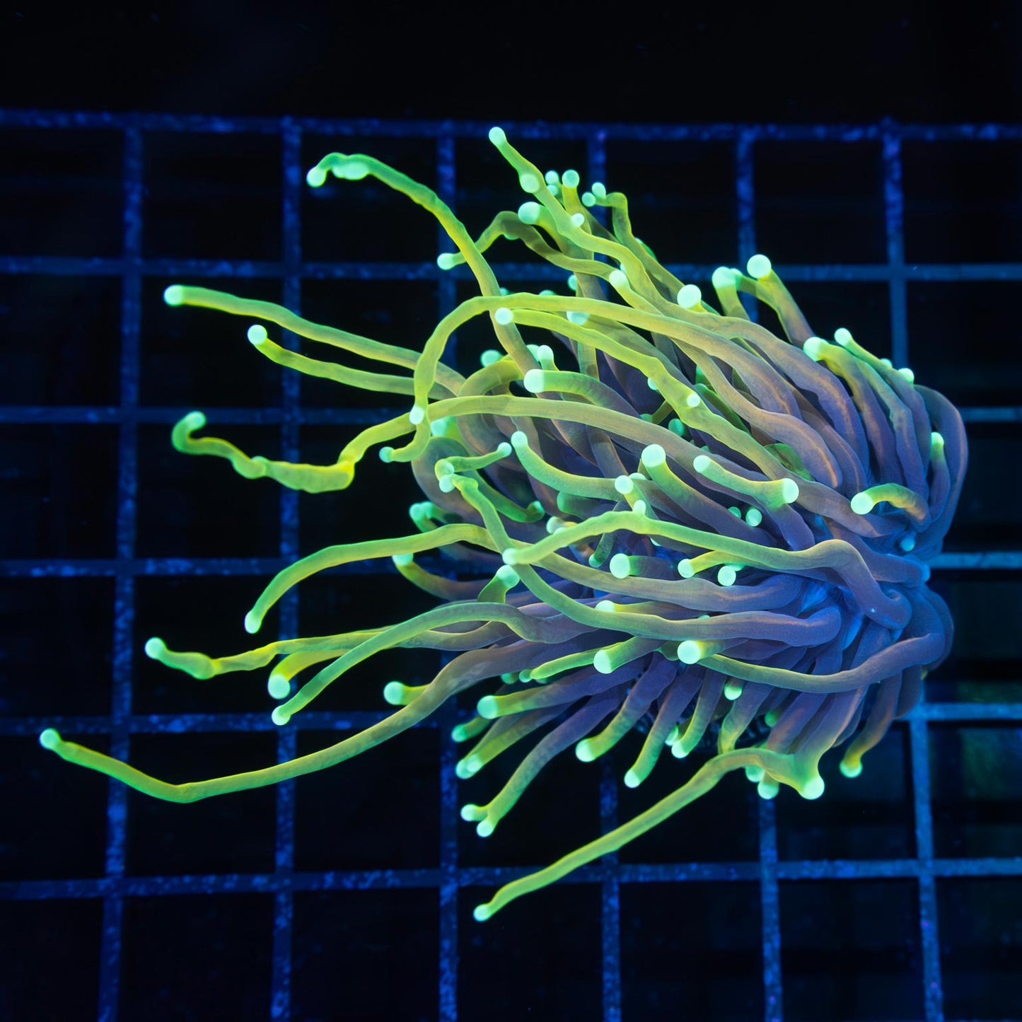 Dragon Soul Torch Coral 2 Polyps