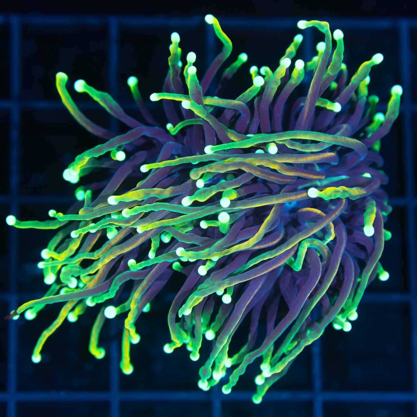 Dragon Soul Torch Coral