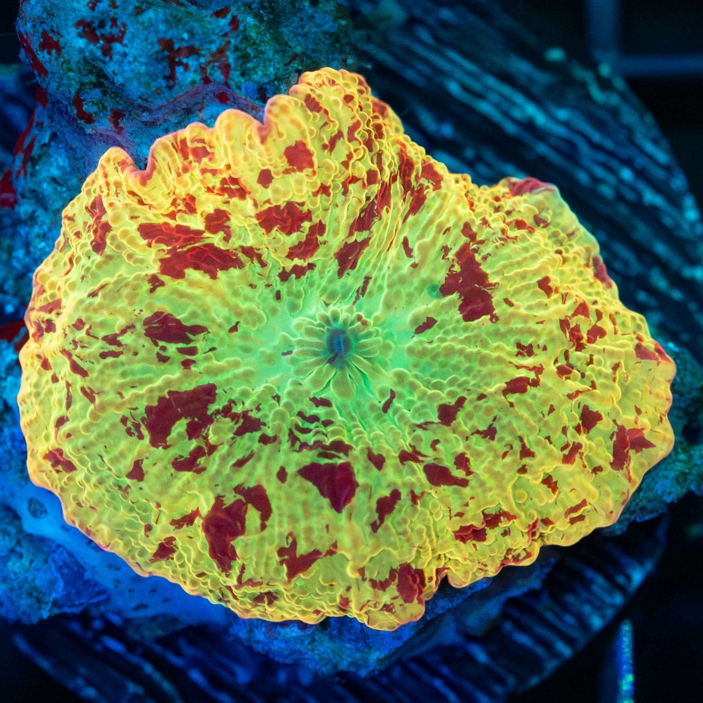 Large Eclectus Mushroom