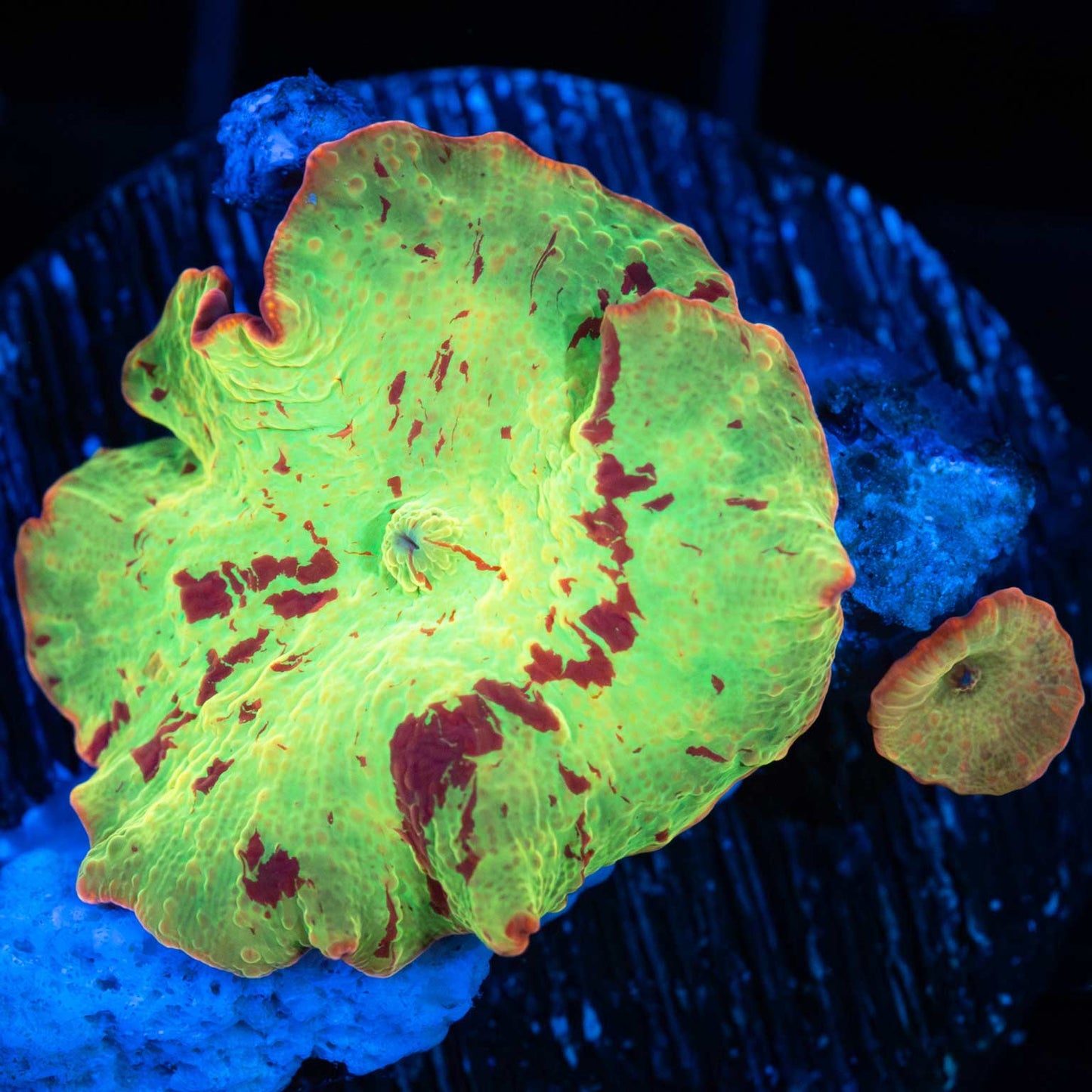 Eclectus Mushroom and Baby
