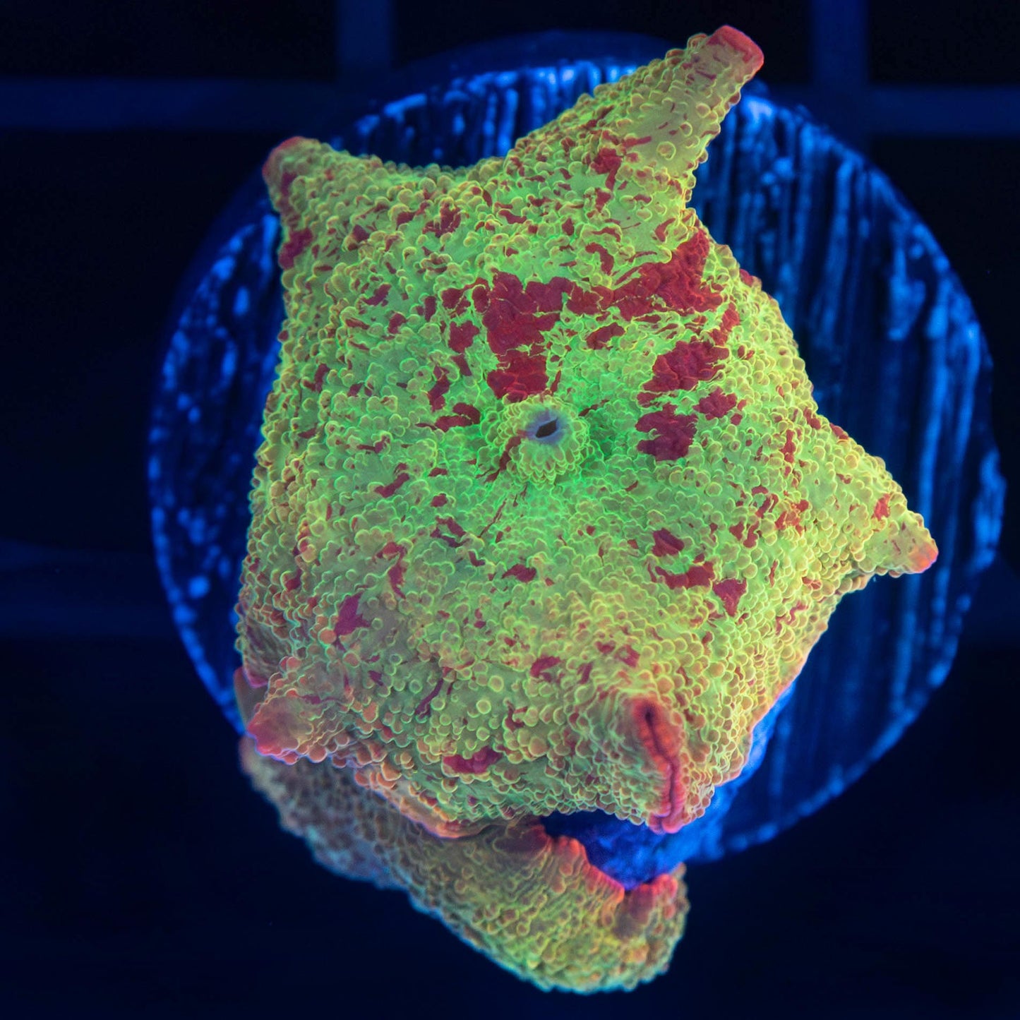 2 Eclectus Mushroom Corals