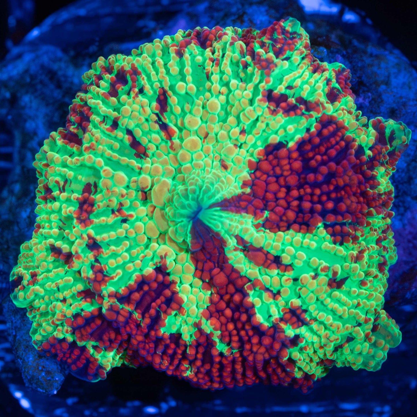 Rainbow Eclectus Mushroom