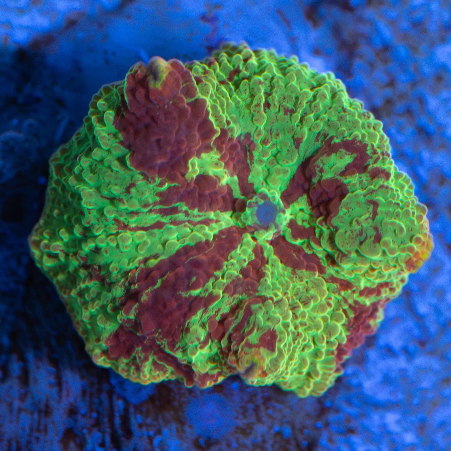 Eclectus Mushroom Coral