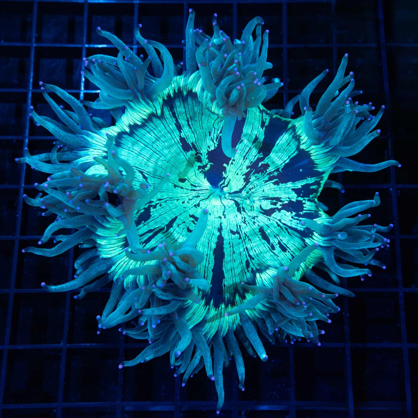 purple tip teal elegance coral 4.5"