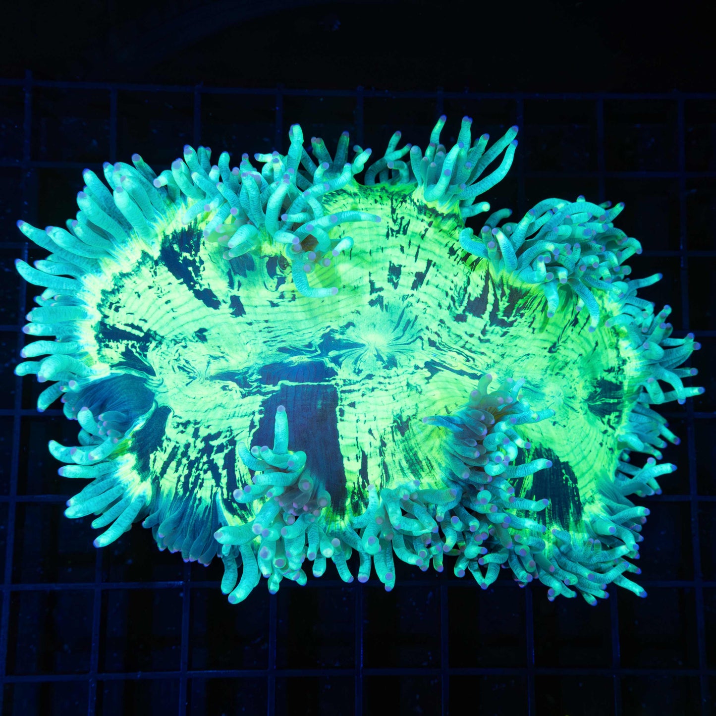 Pink Tip Teal Highlighter Elegance 5.5"