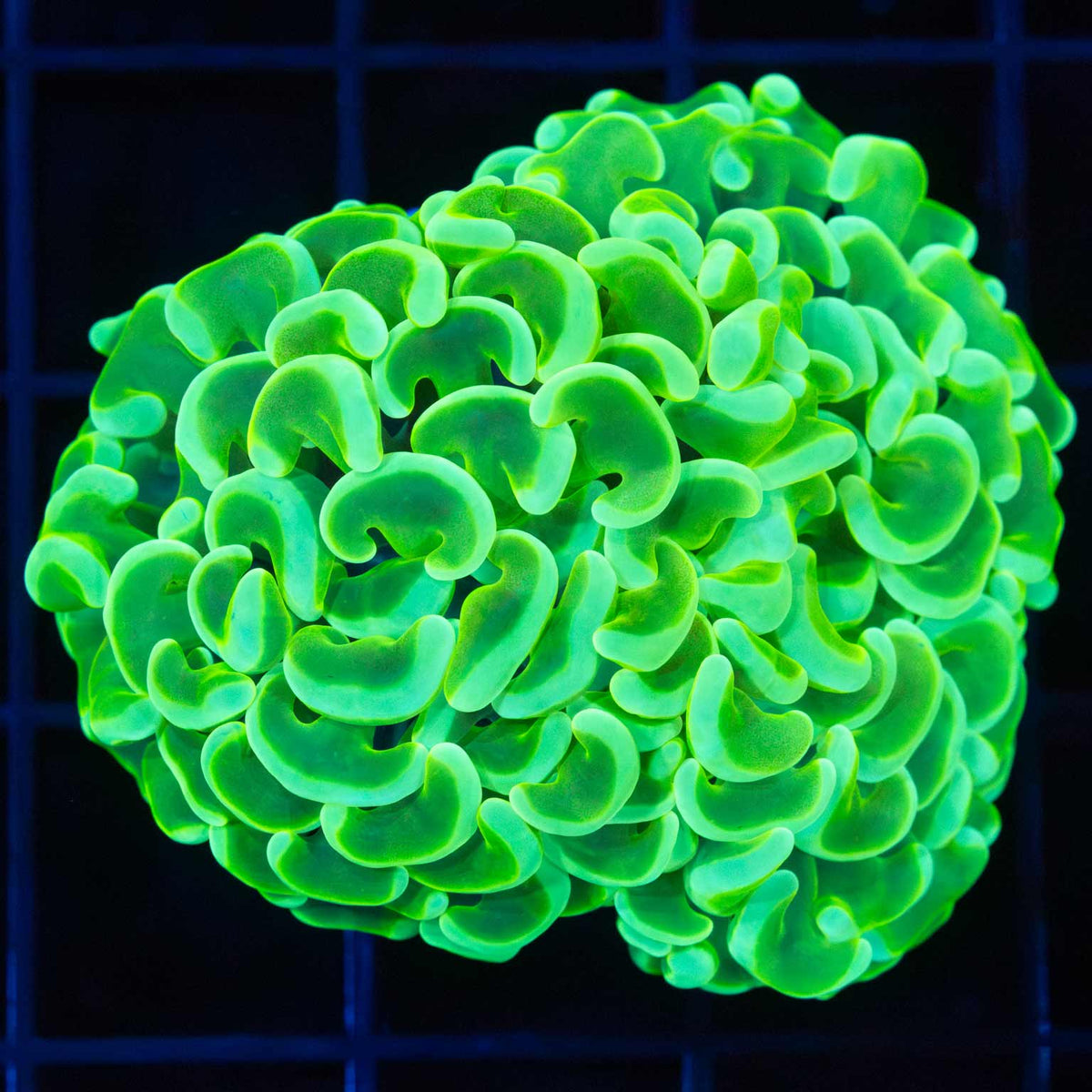 Ultra-Bright Hammer Coral