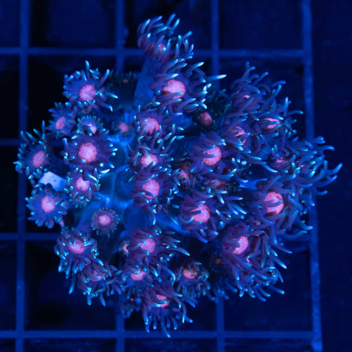 Fire & Ice Goniopora