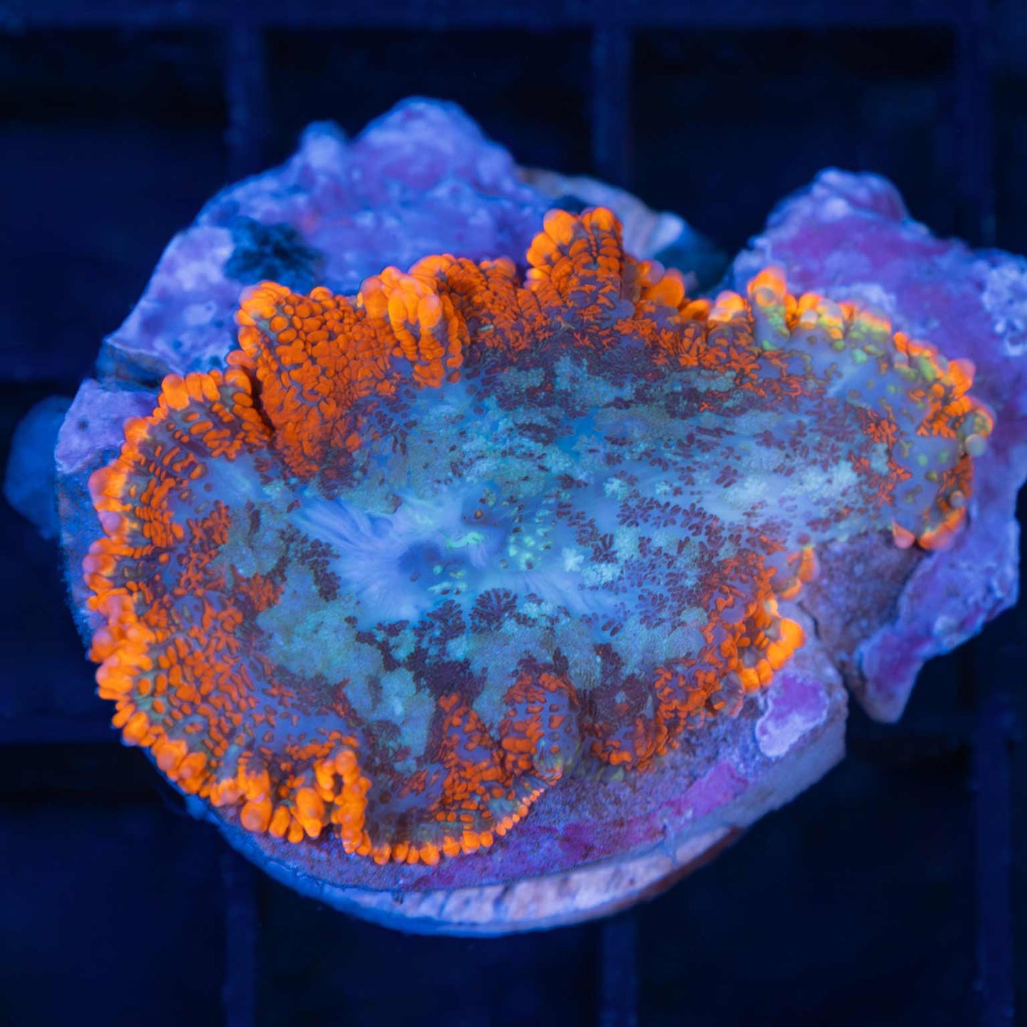 Fire and Ice Mushroom (Bright!)