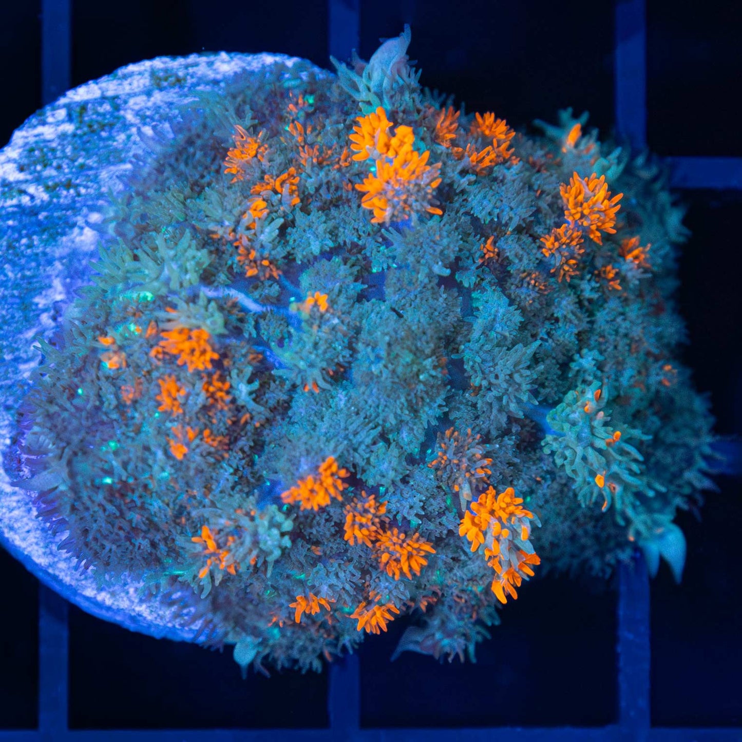 Dragons Breath Mushroom Coral