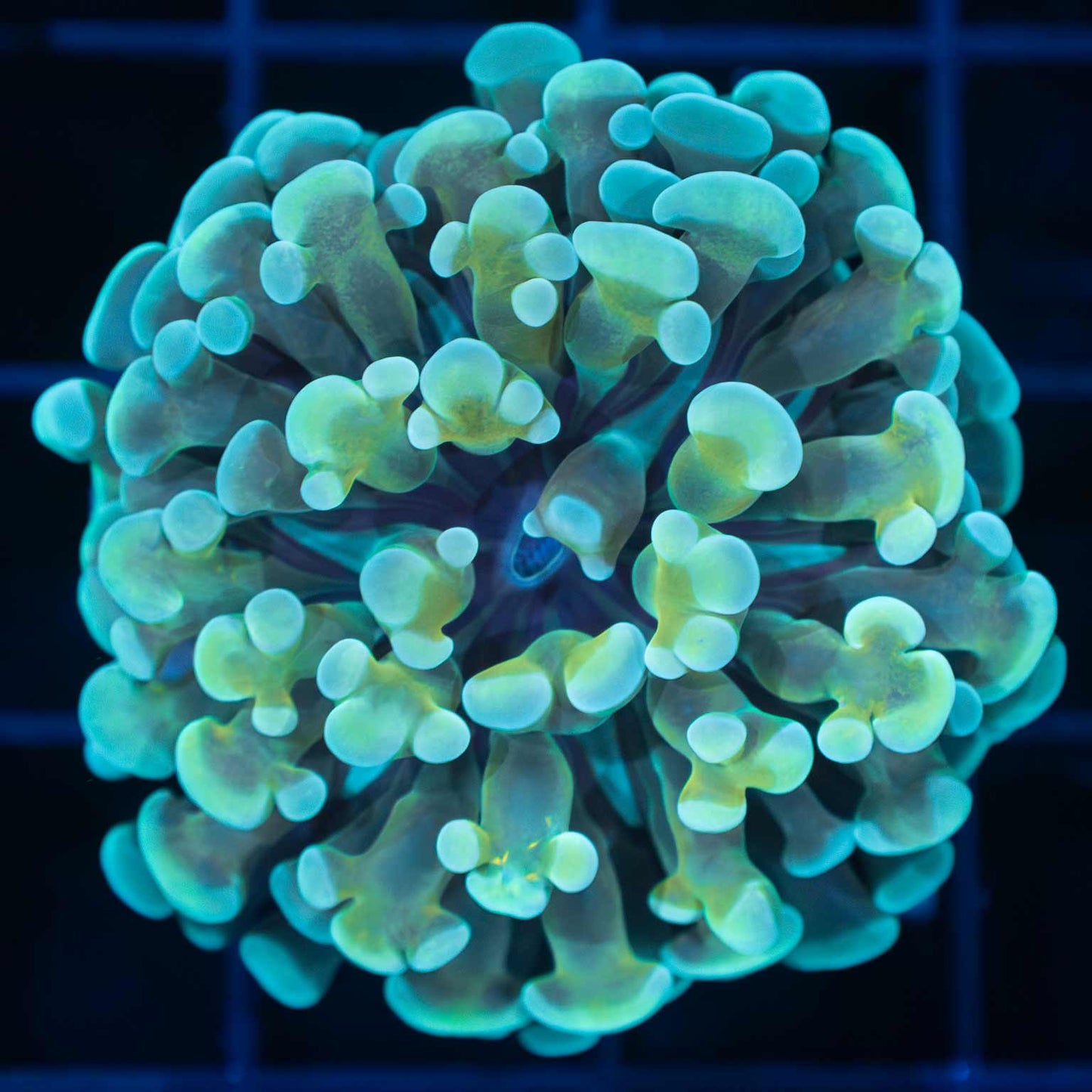 4 Color Branch Frammer Coral