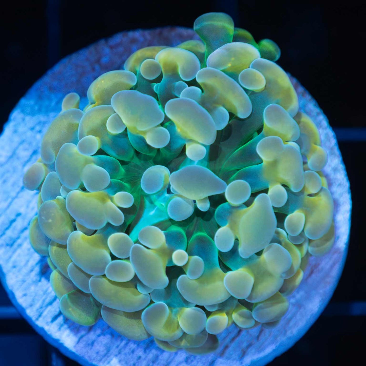 4 Color Branch Frammer Coral