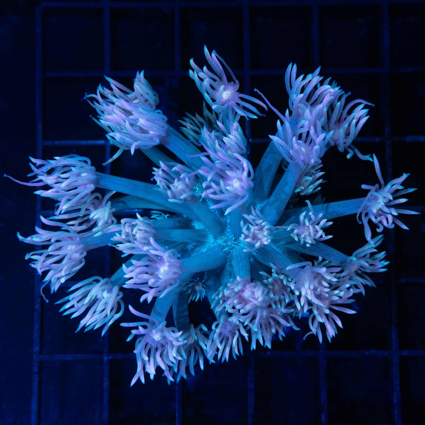 Purple Blue Goni Colony 3.75"