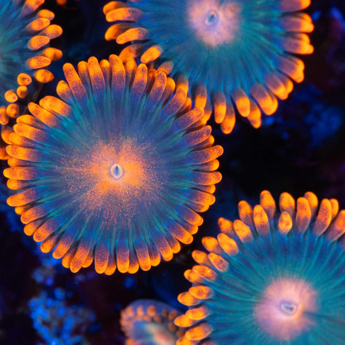 Gatorade Zoa