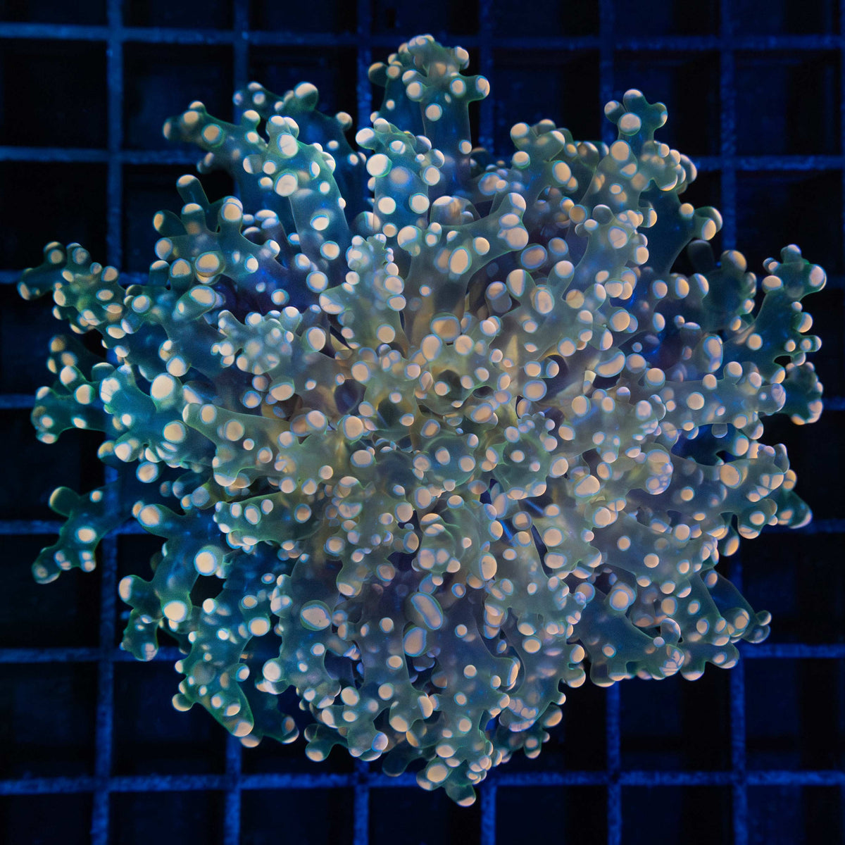 Giant head gold branching octospawn