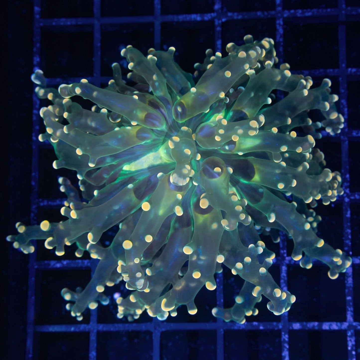 Giant Head Branching Octospawn 4"