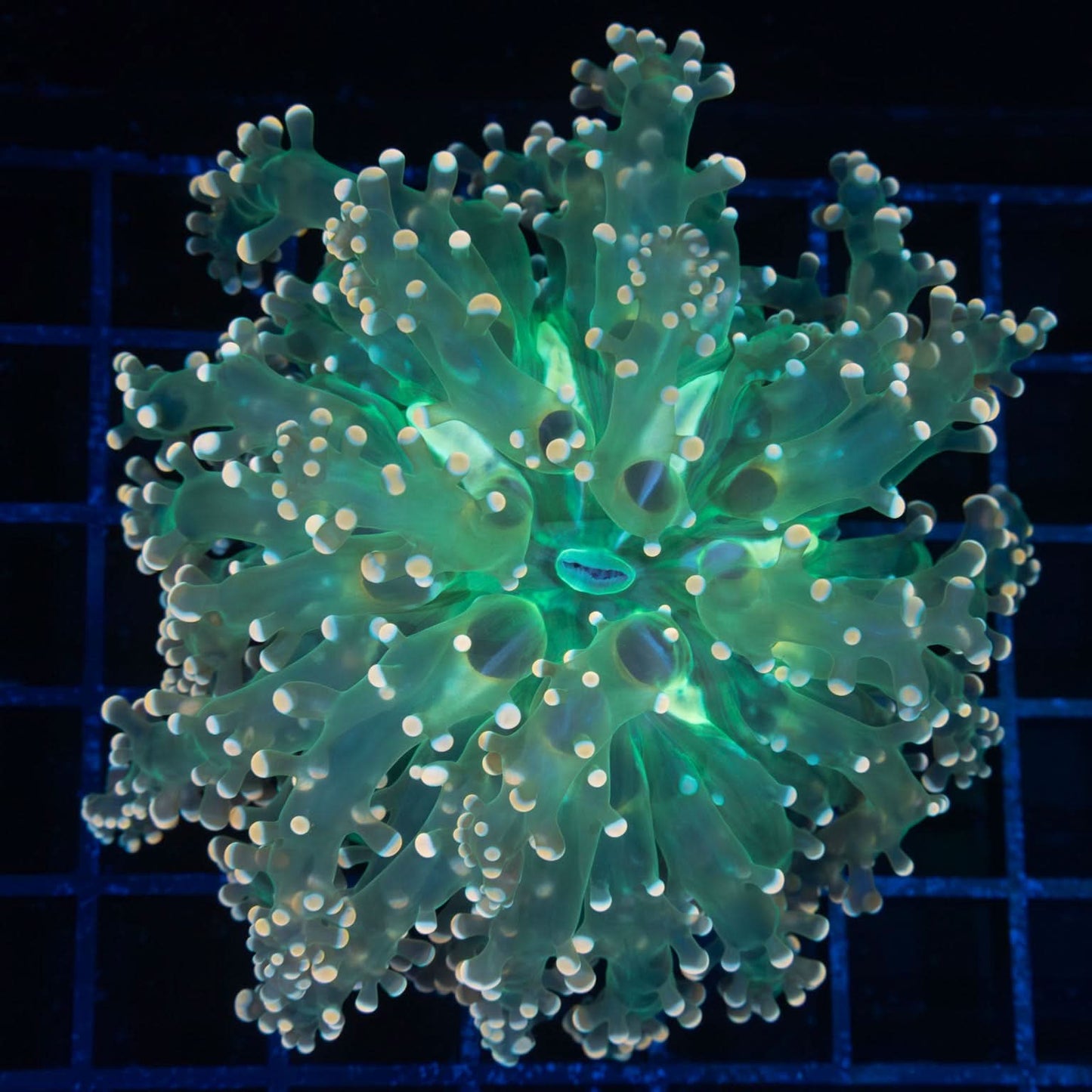Giant Head Branching Octospawn 4"