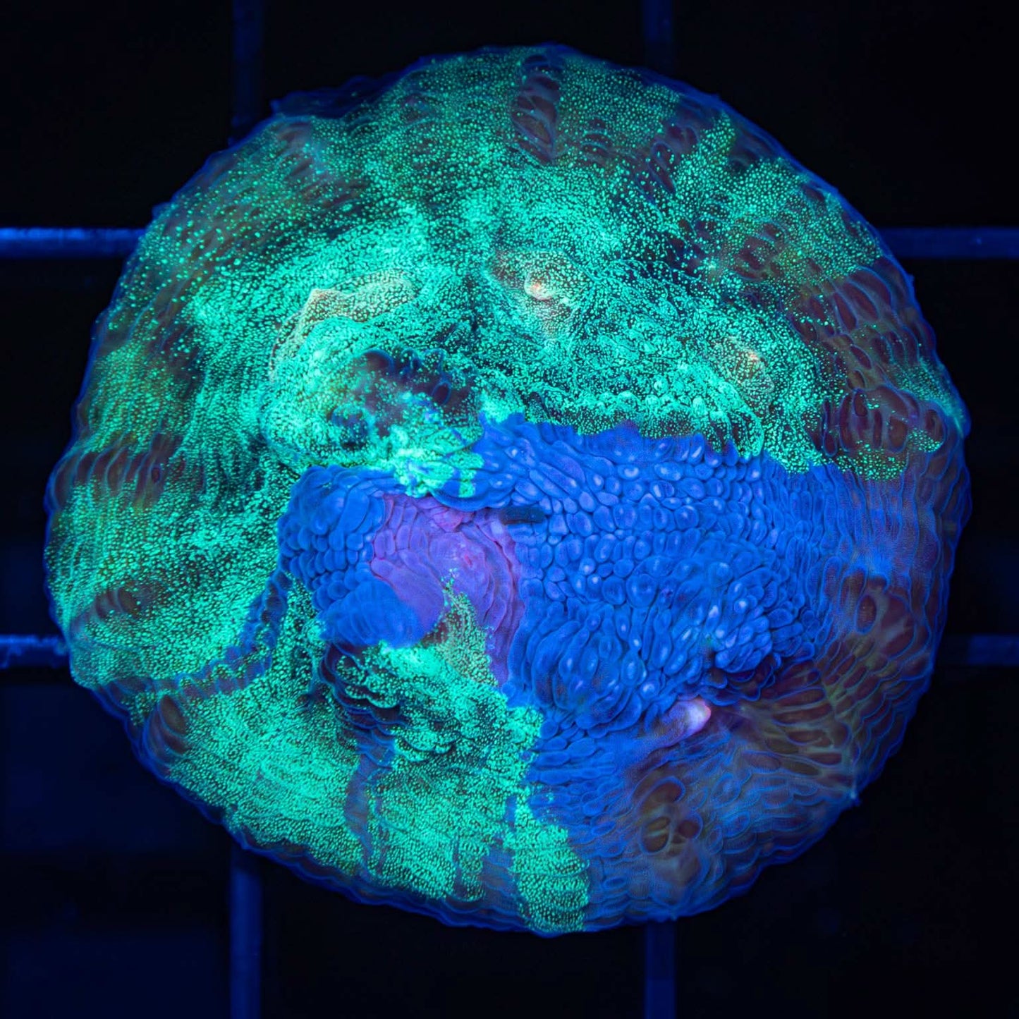 Grafted Glitter Chalice