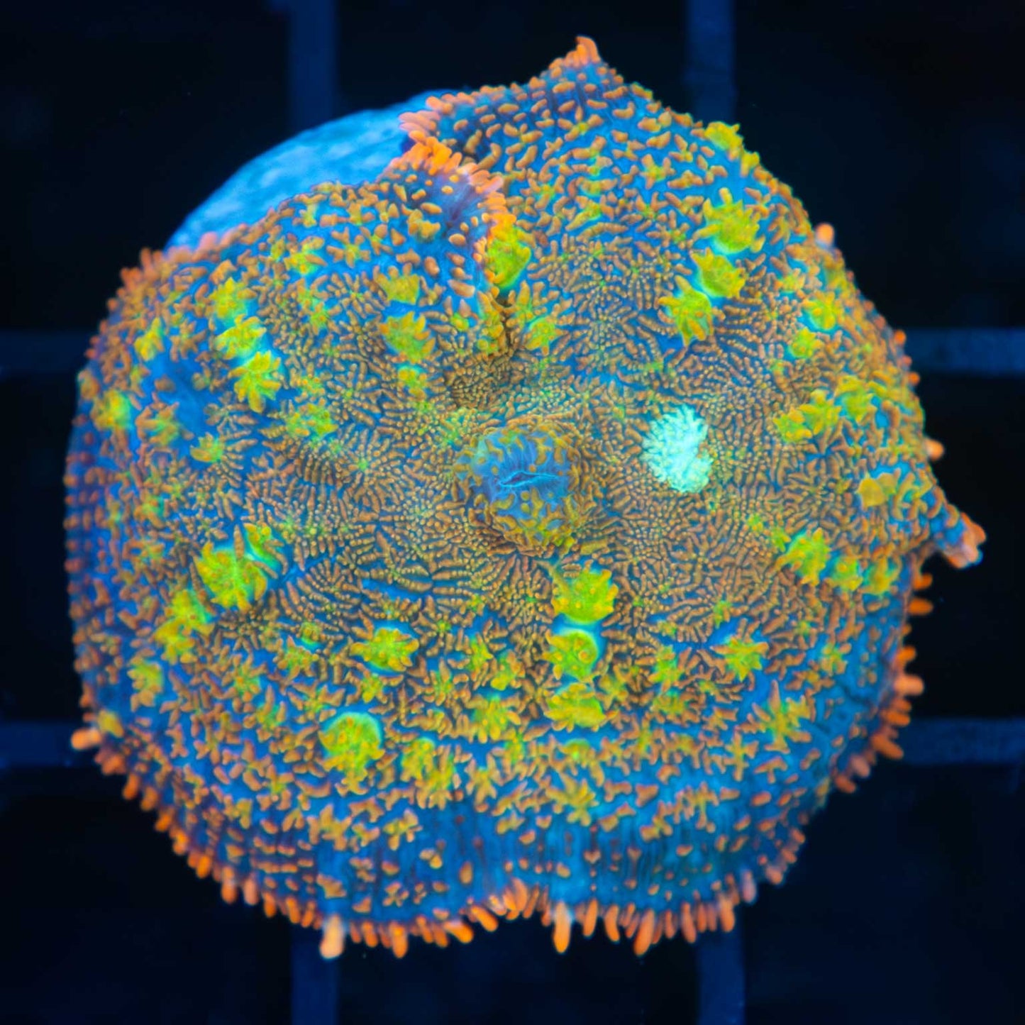 Large Glow Bug Bounce