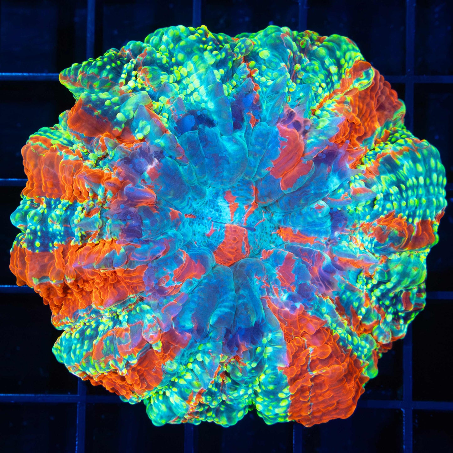 Glowbug Acanthophyllia 2.75"