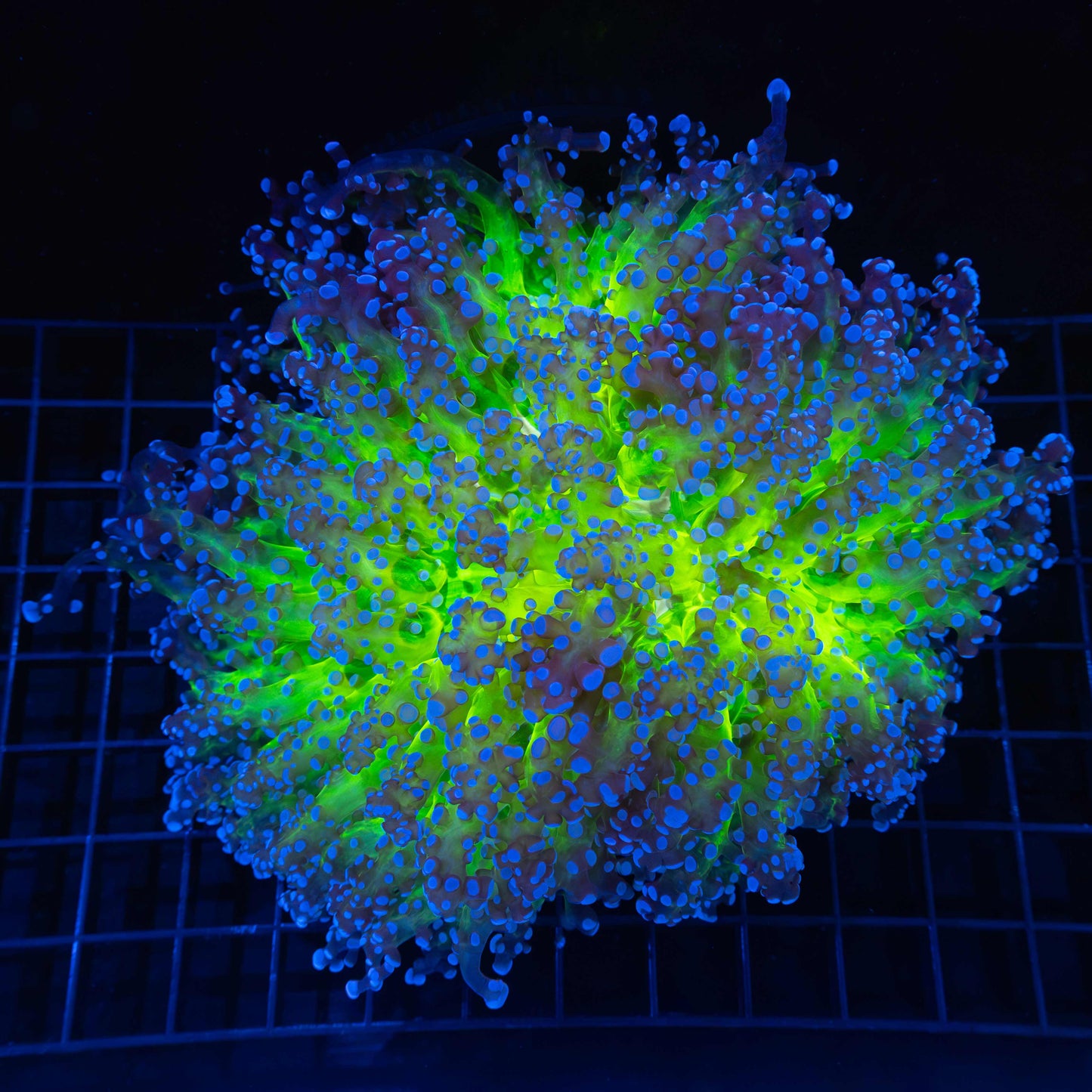 XL Glowing Core Branch Octospawn 7.5"