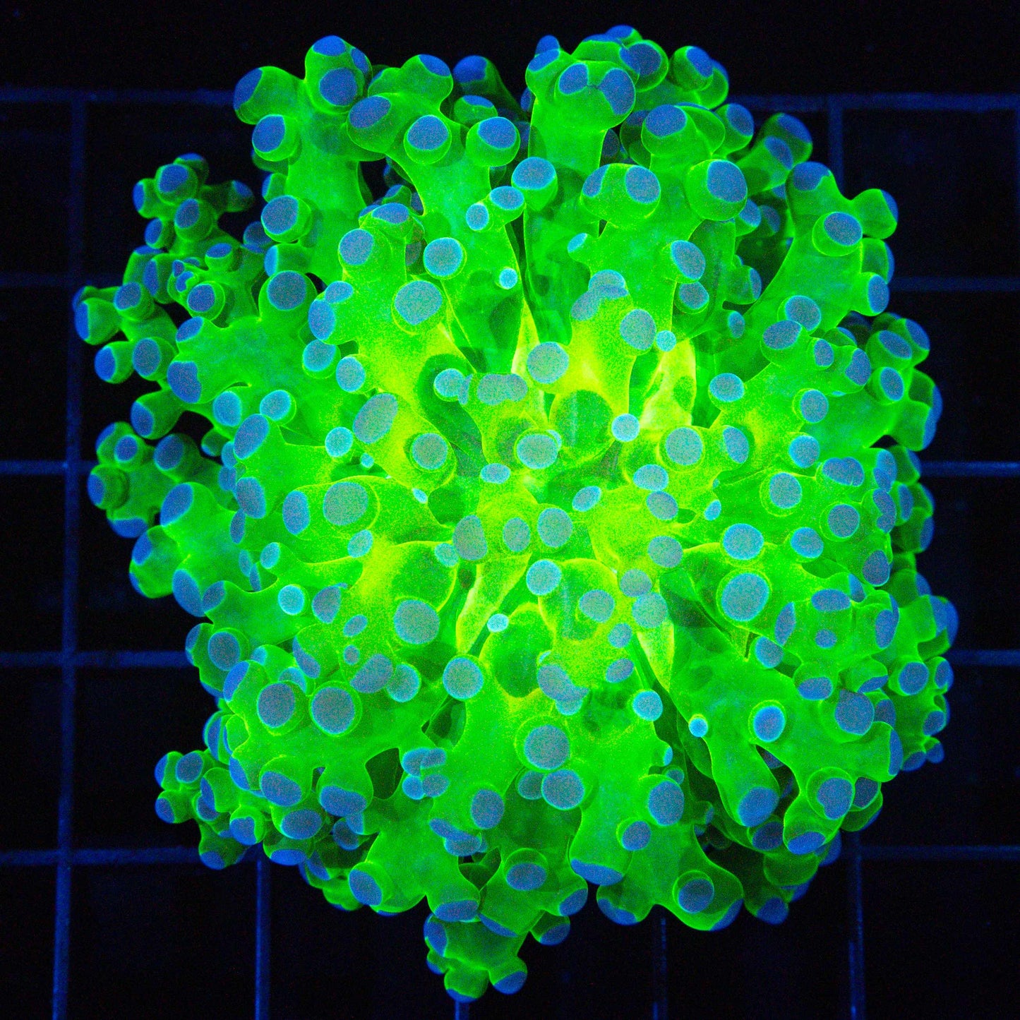 Glowing Core Branch Octospawn 3"