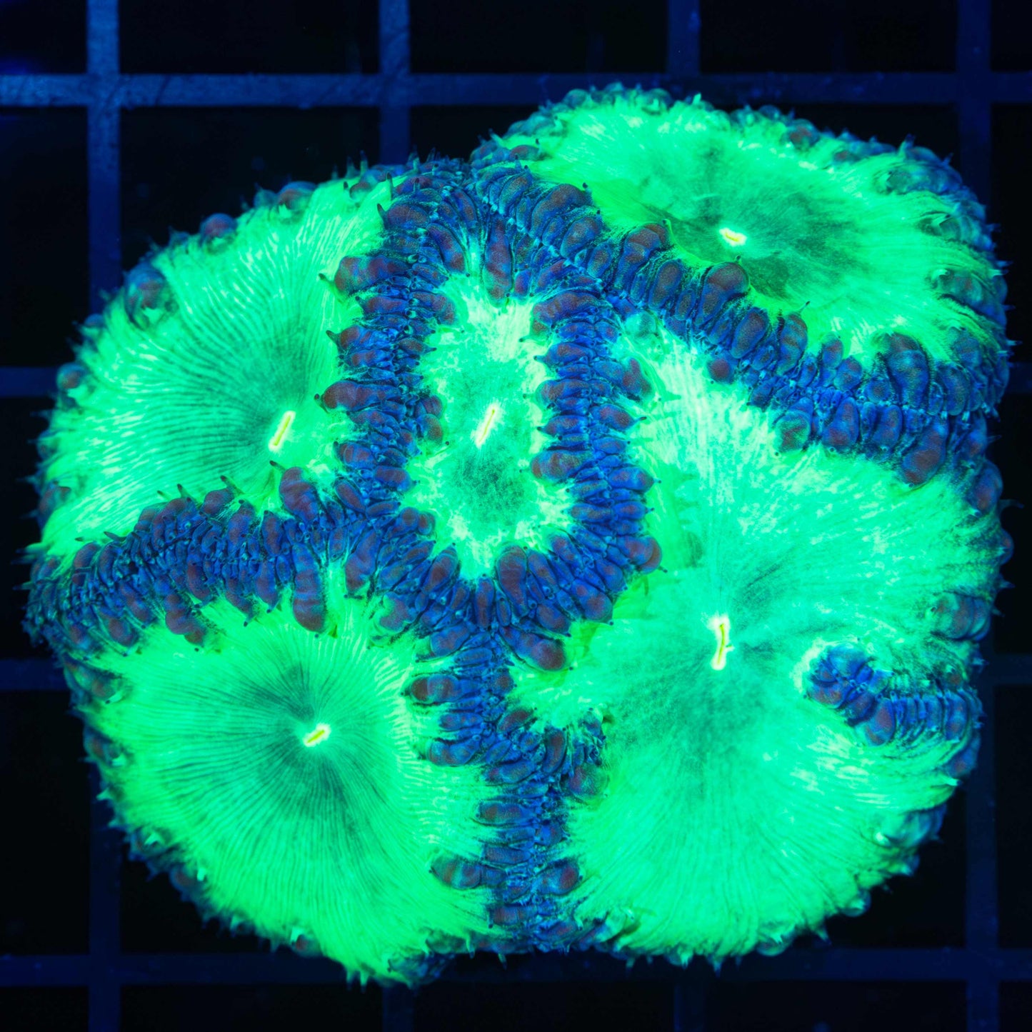 Giant Ultra Neon Blastomussa