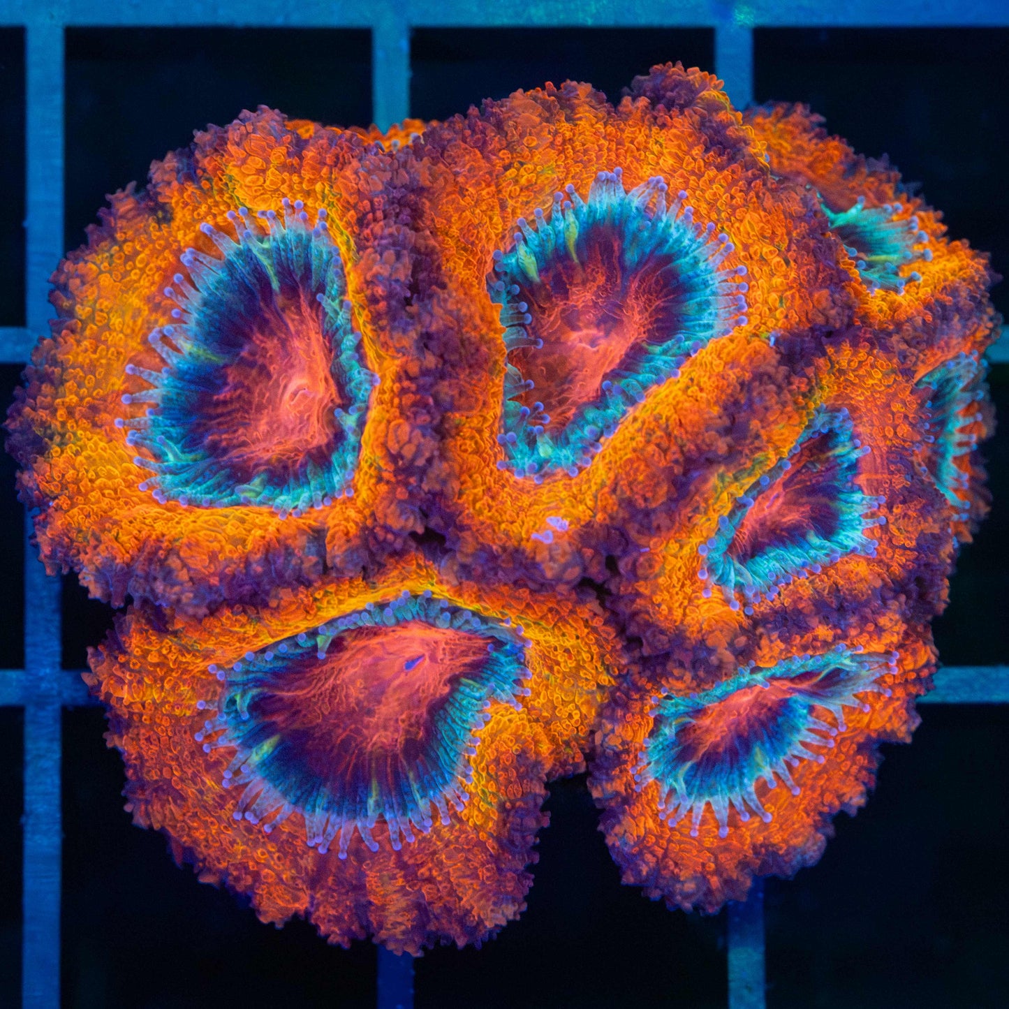 Orange Acan Tank Grown Colony