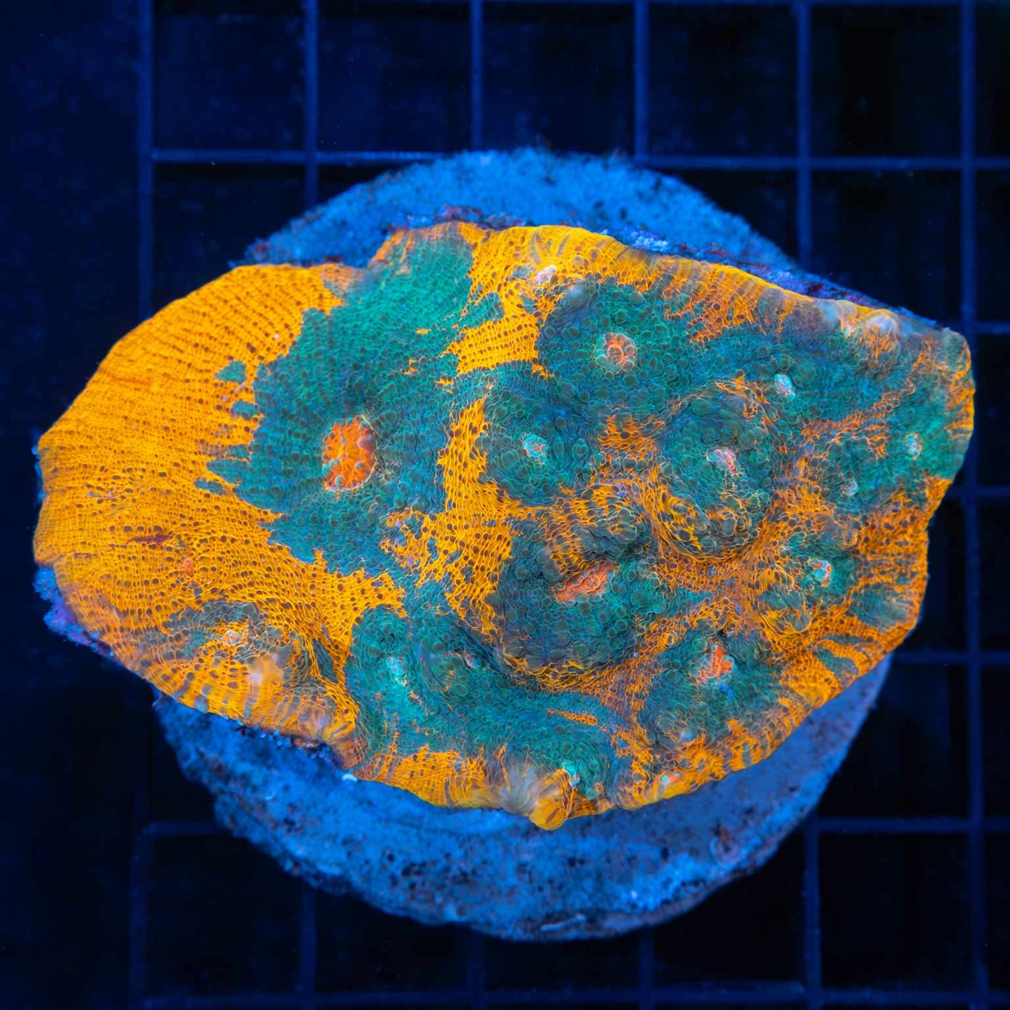 Goku Chalice Colony 4"