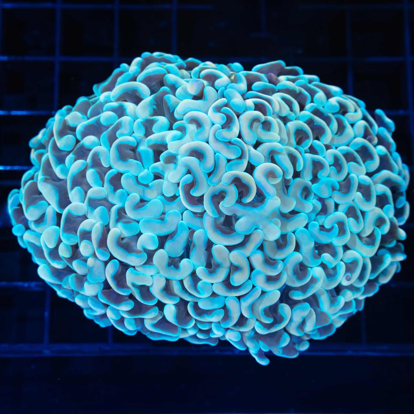 Gold and Blue Hammer 4.25"