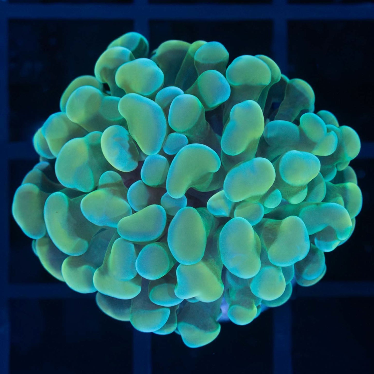 Gold and Green Branching Hammer Coral