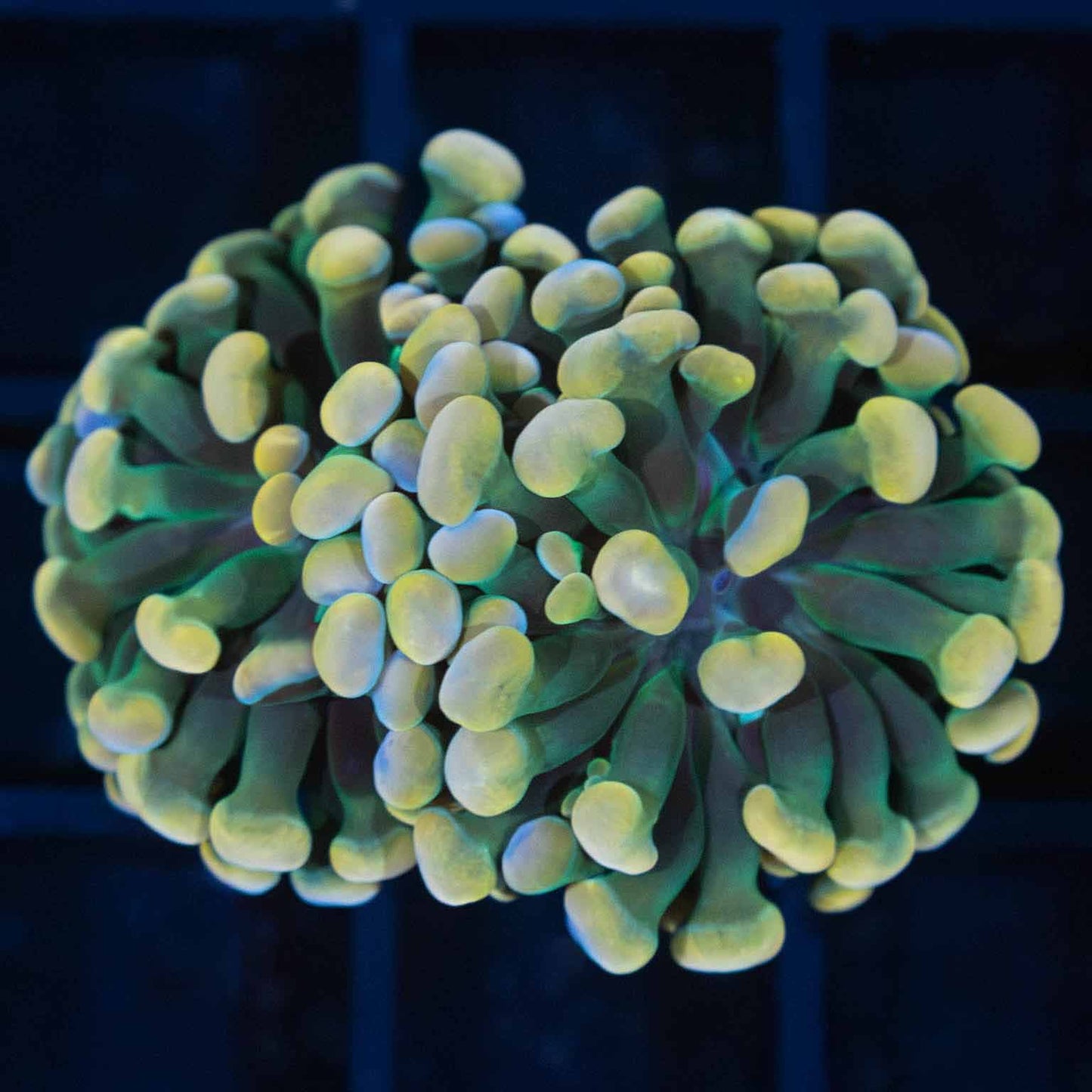 Gold and Green Branching Hammer)