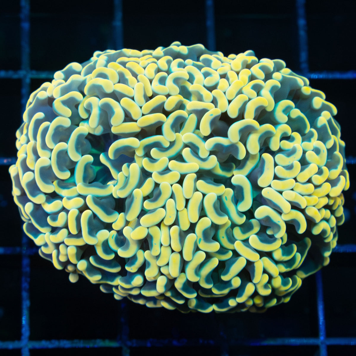 Gold Green Stem Hammer Coral