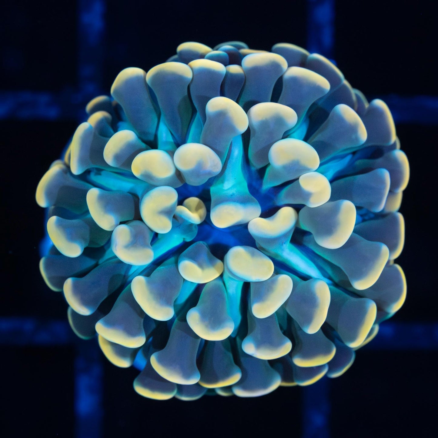 Gold and Teal Branching Hammer