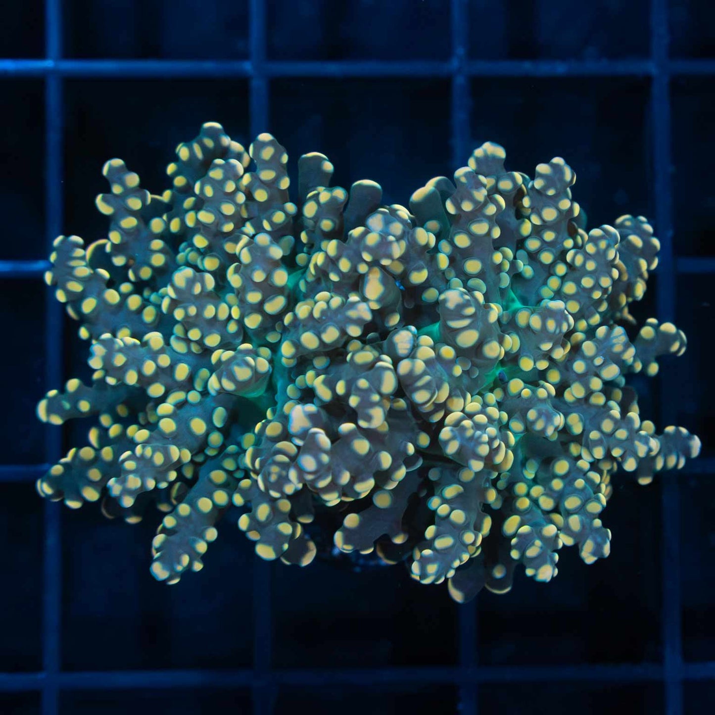 Gold and Teal Octospawn Coral (Branching)