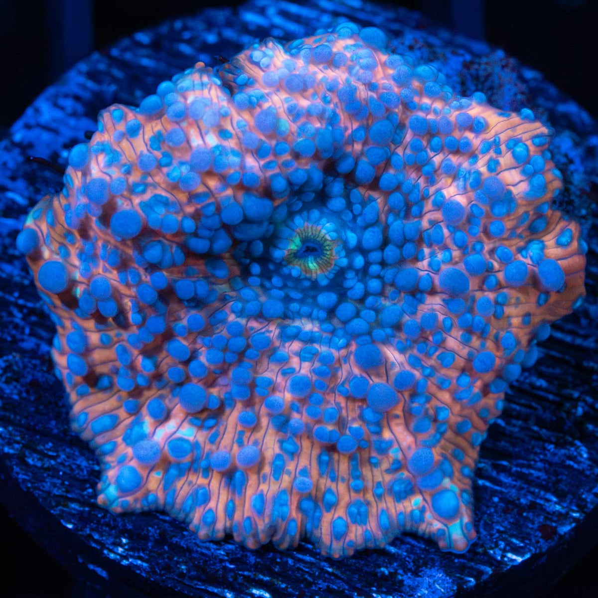 Golden Mushroom Coral