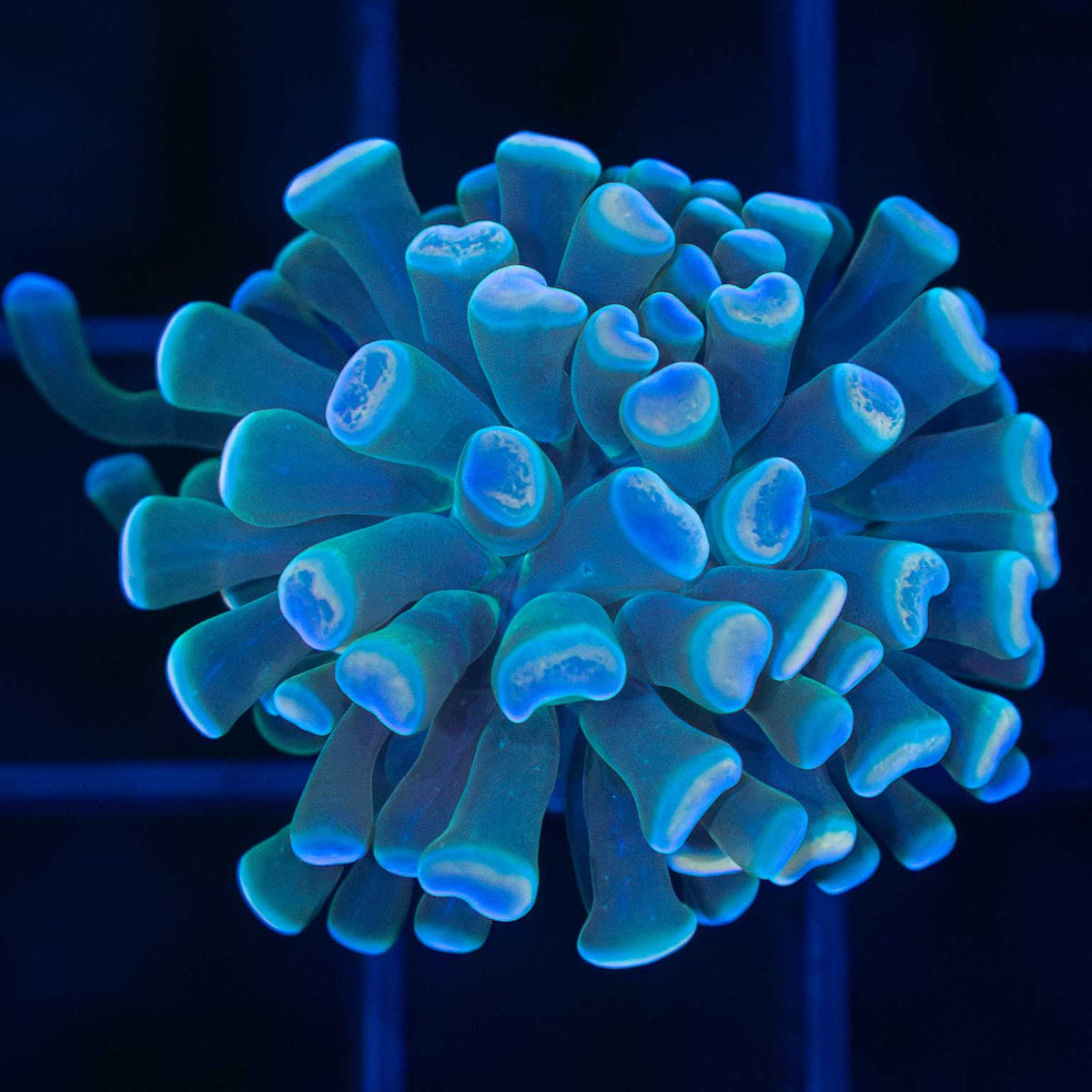Gold Teal Blue Branching Hammer