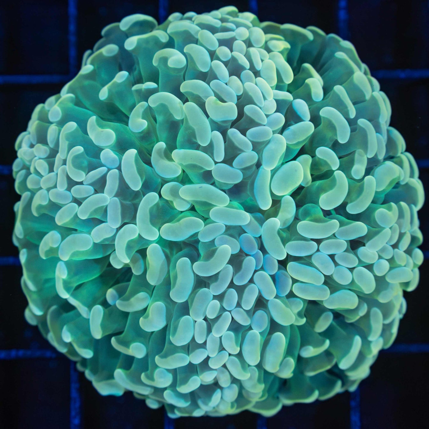 Gold Green Stem Hammer Coral