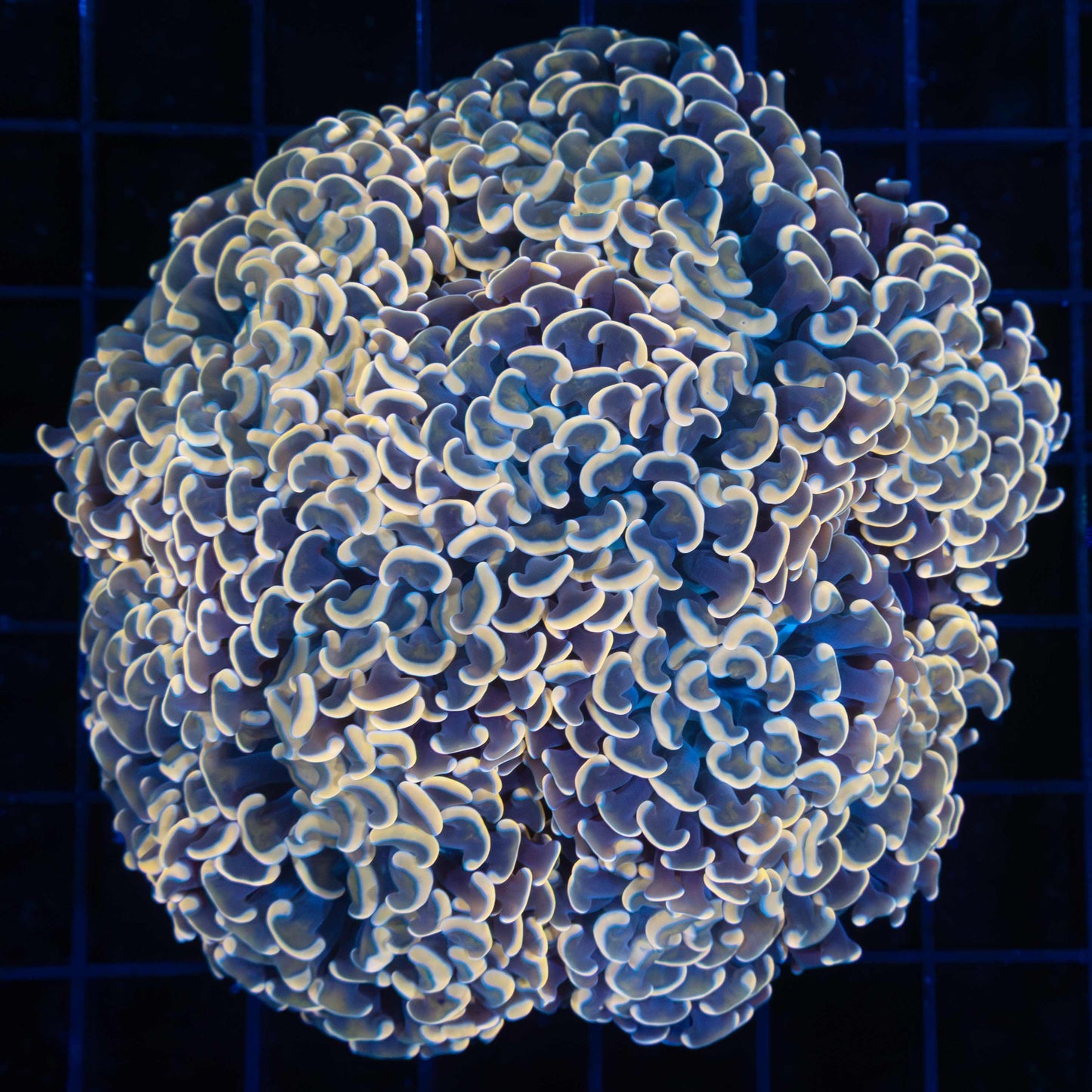 Large Gold Hammer Coral