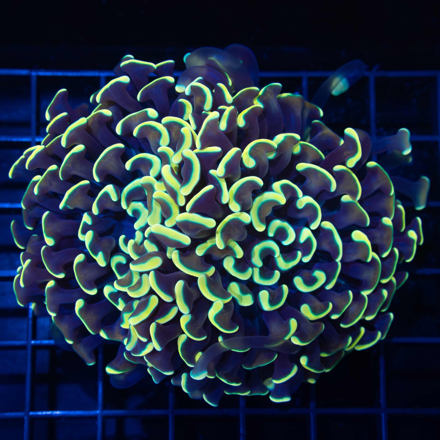 Gold on Gold Large Head Branch Hammer 4"