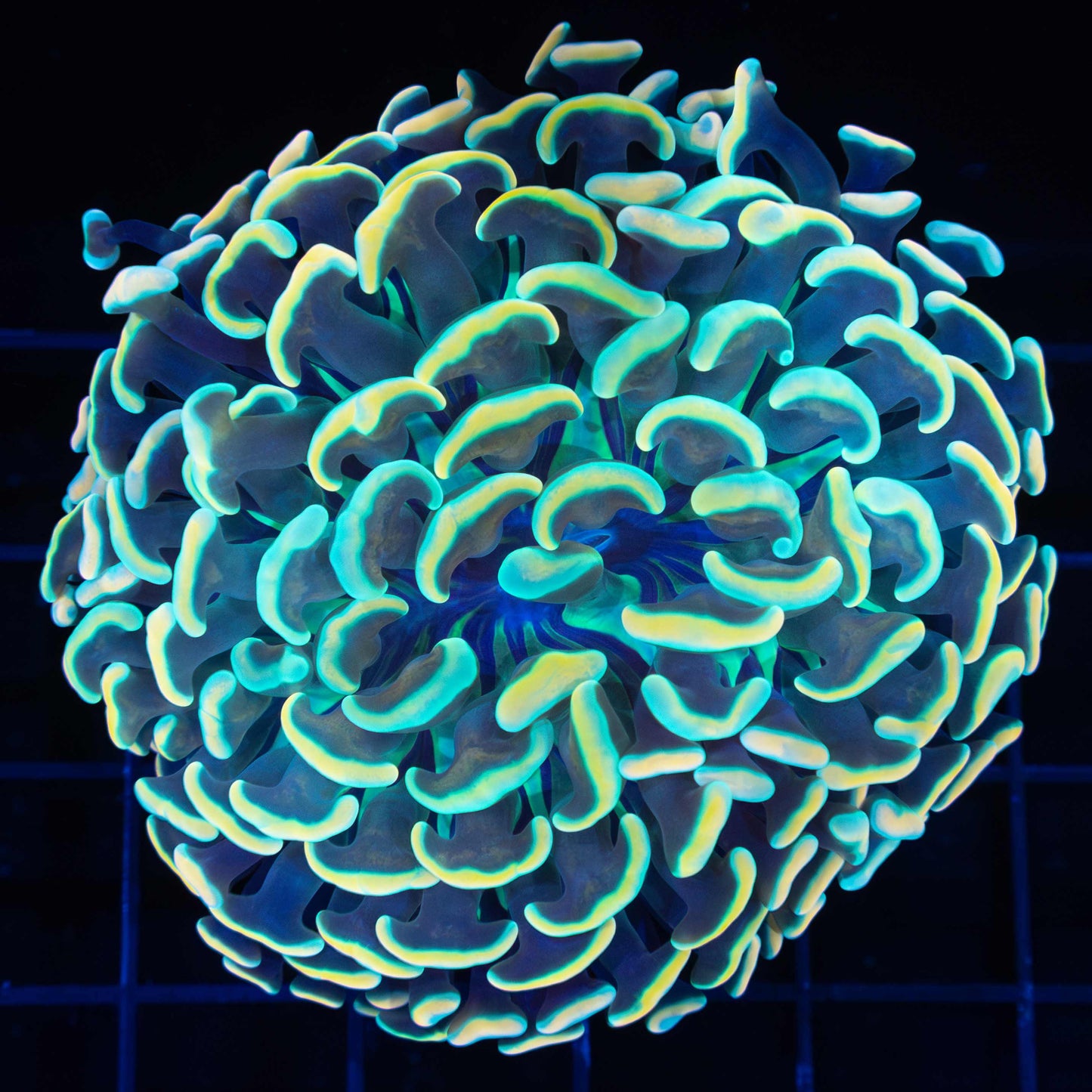 Rainbow Branching Hammer 3"