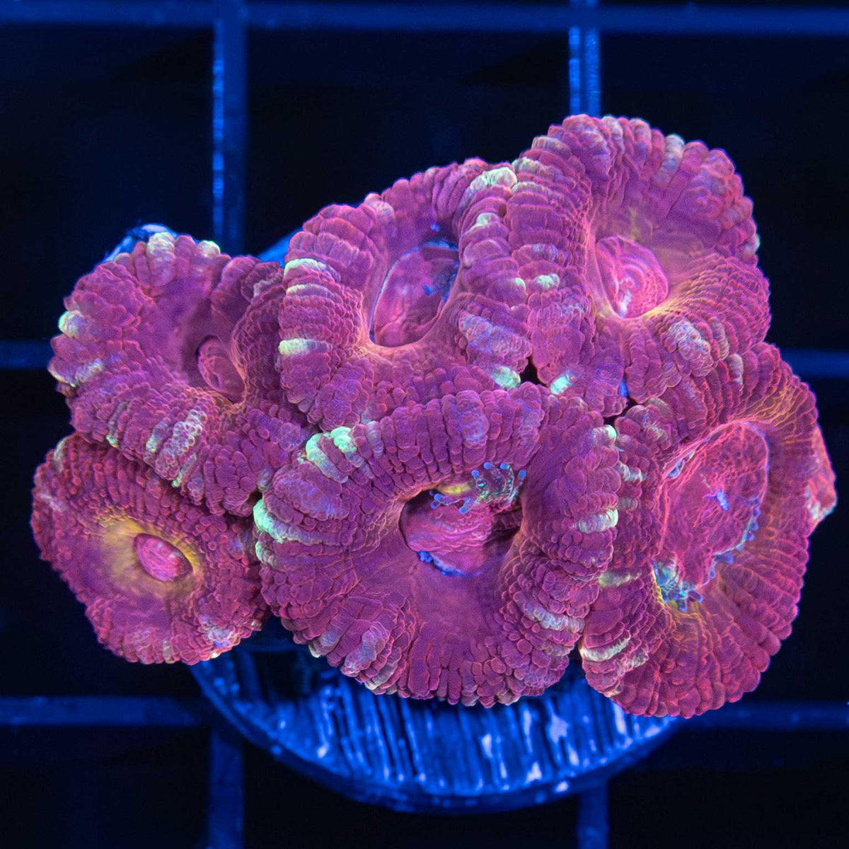 Asian Acan