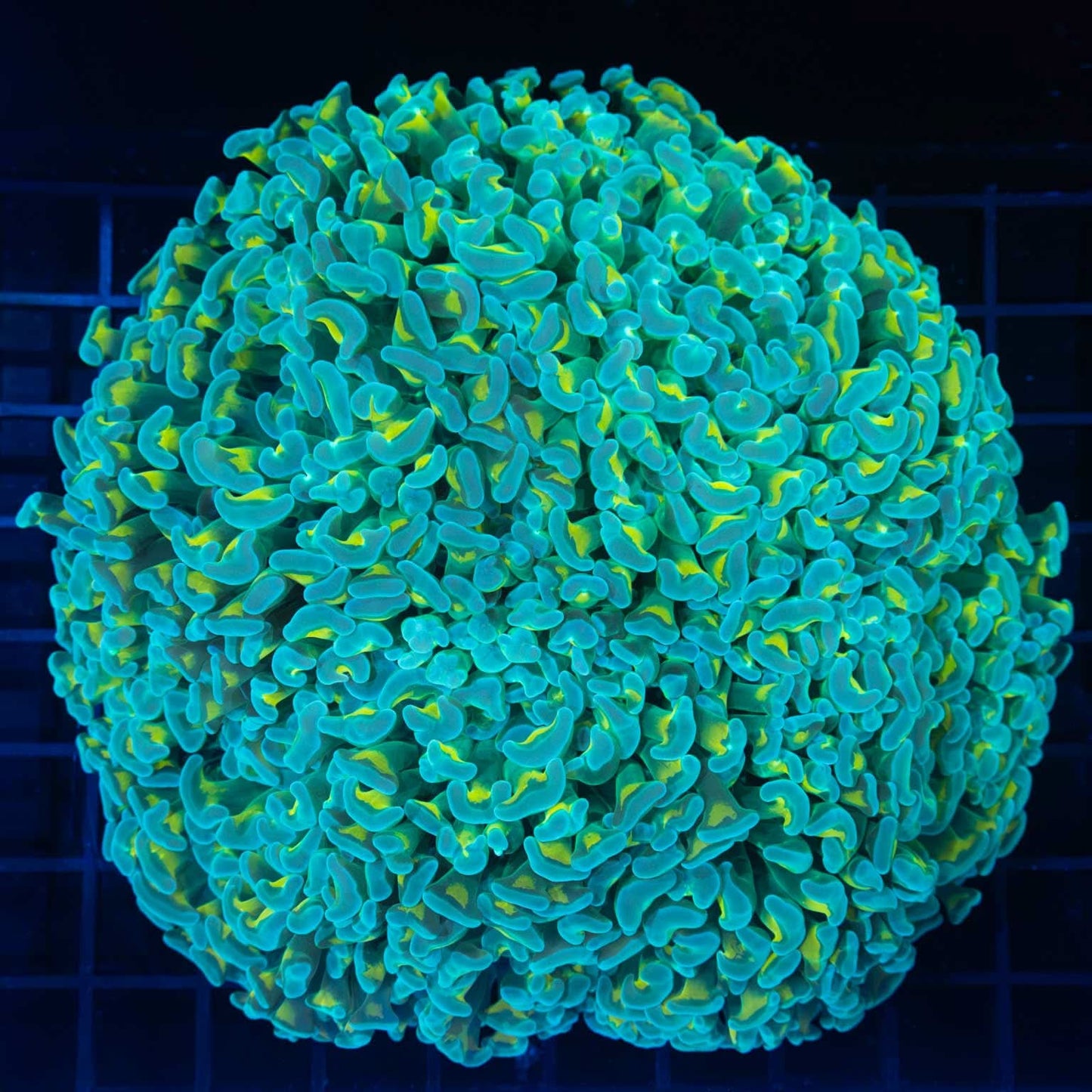 XL Blue Gold Stem Hammer Colony 6"