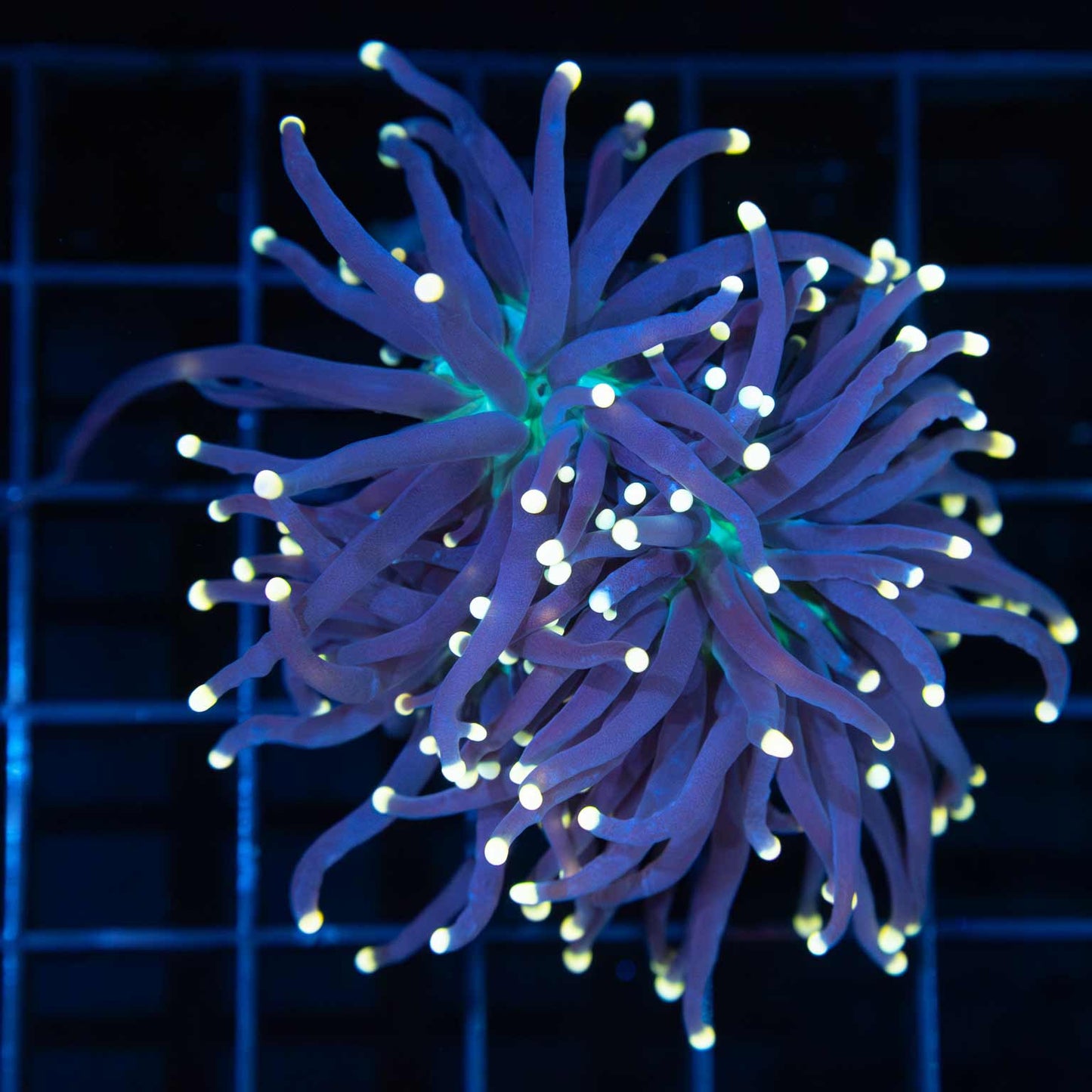 Gold Tip Green Center Torch Coral (2 Polyps)