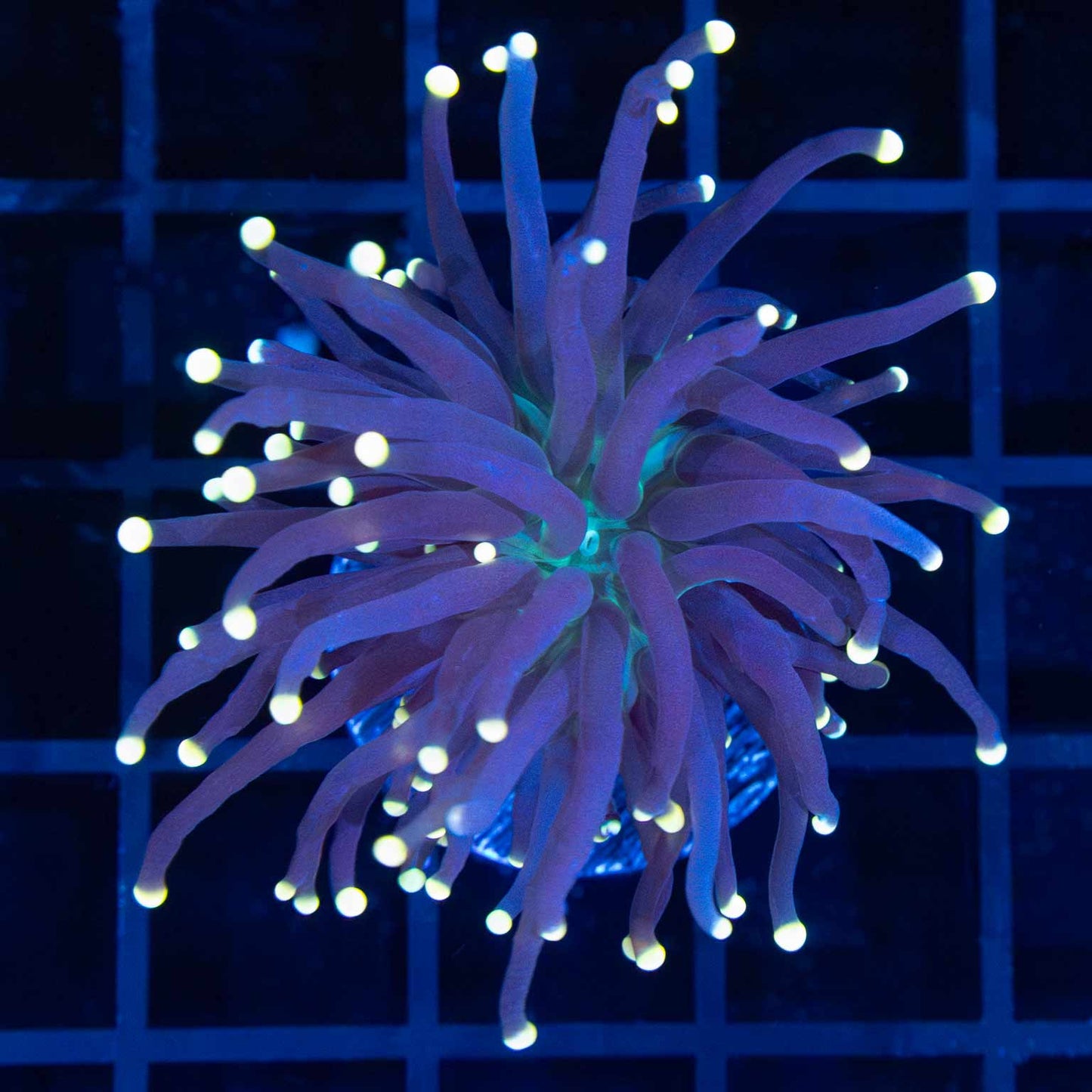 Gold Tip Green Mouth Torch Coral