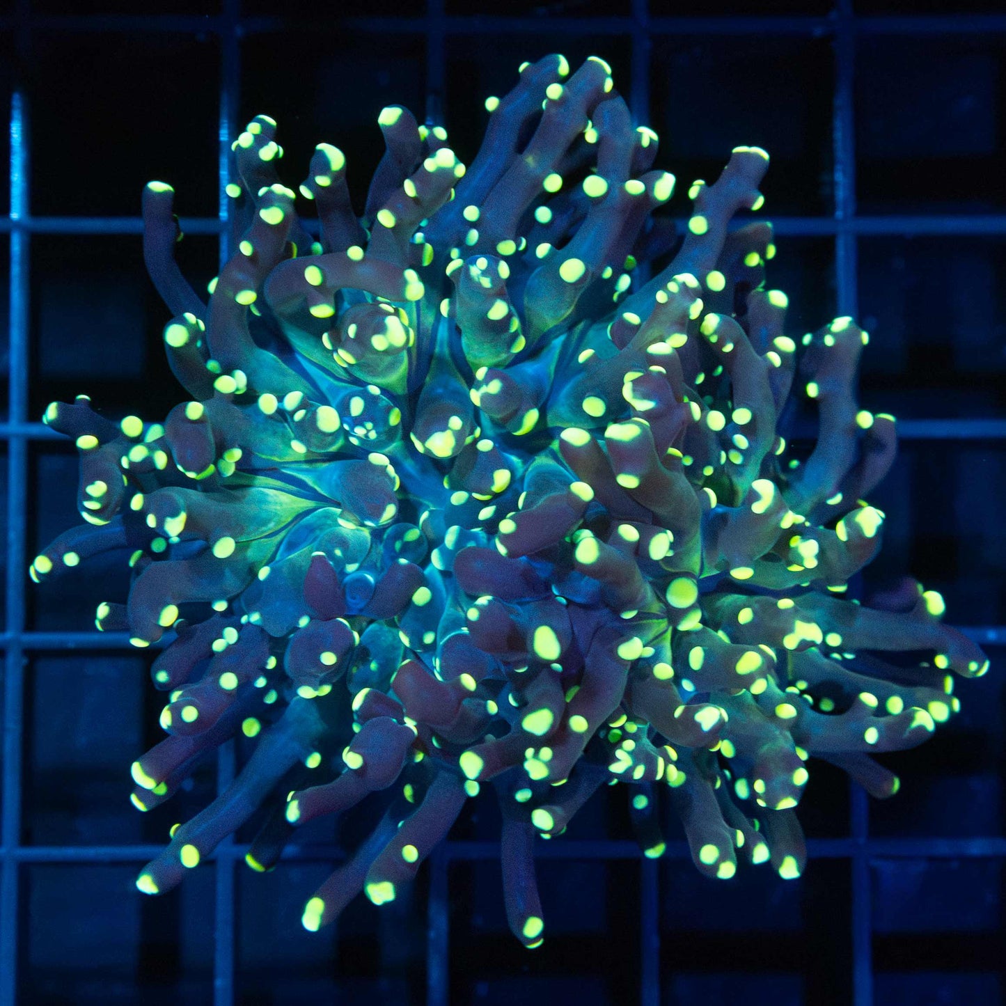 2 Heads Gold Branching Octospawn