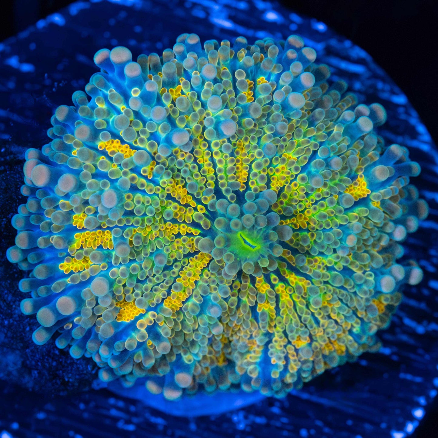 Yellow Rainbow Yuma Mushroom