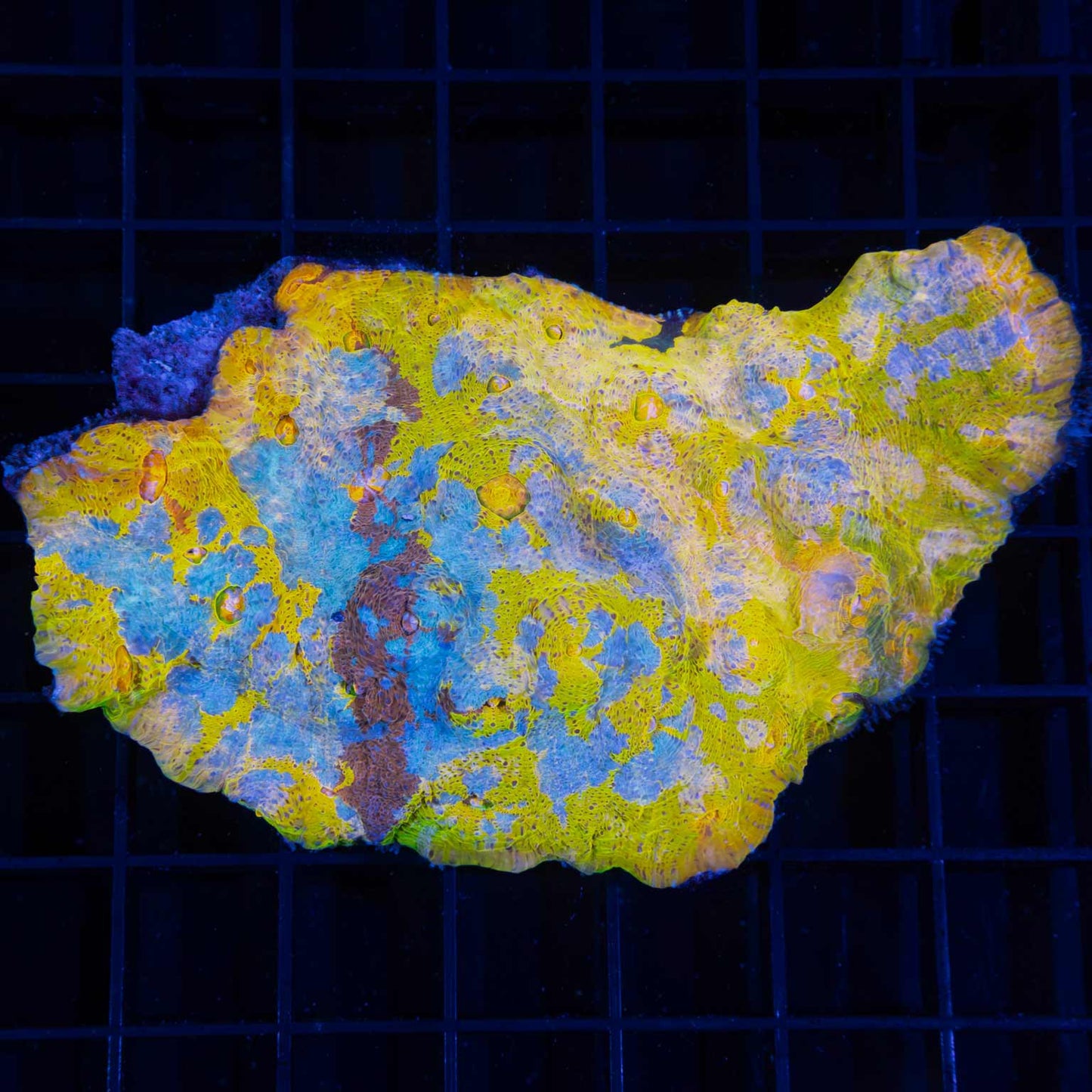 Golden 7 Color Chalice Colony 4.25"